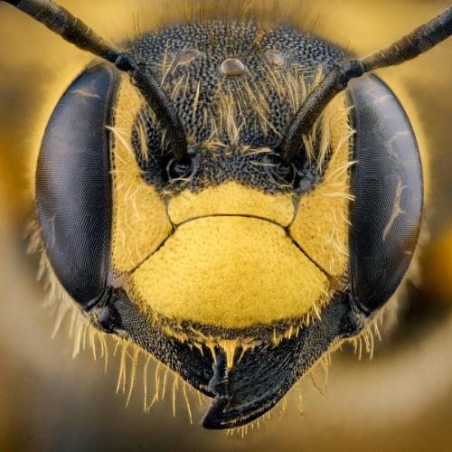 Réf. 298 228 : Trachusa interrupta